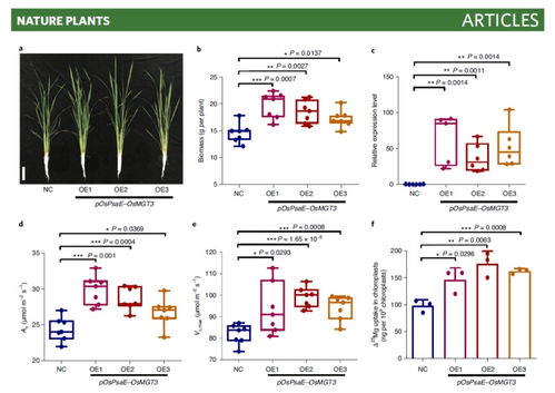 Li 6800应用案例 叶绿体中镁的昼夜波动调控水稻光合作用