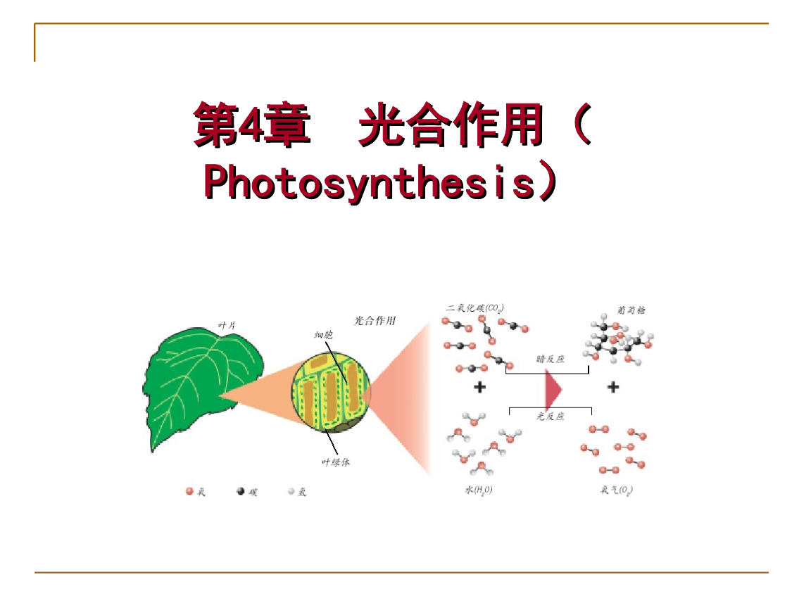 植物生理学-光合作用技术总结
