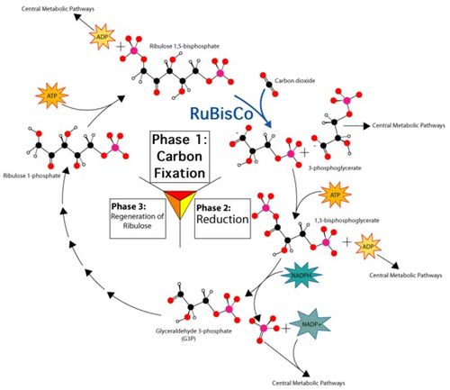 从蛋白质合成到光合作用 生命能量的双重奏