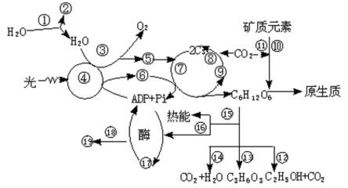 绿色植物新陈代谢中的光合作用及其影响因素
