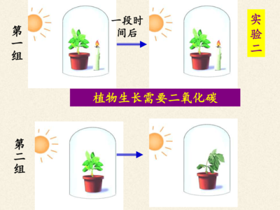 探索光合作用的奥秘 植物如何将阳光转化为能量